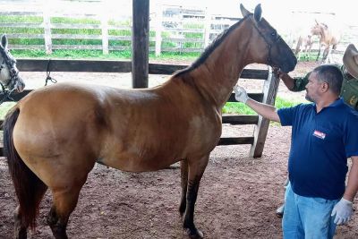 notícia: Em Belém, evento discute a equideocultura com setor agroprodutivo e serviço veterinário
