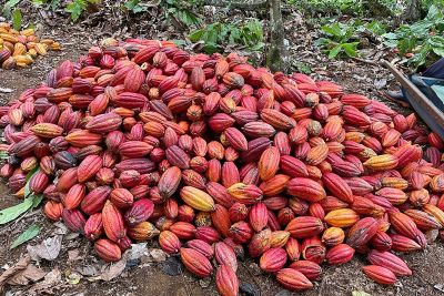 notícia: Adepará demarca as rotas de risco para a monilíase do cacaueiro no oeste do Pará