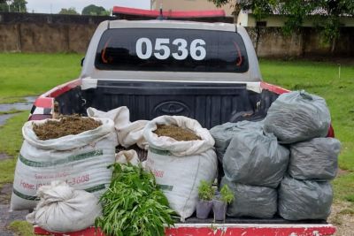 notícia: Em Terra Alta, equipe do 5º BPM apreende 9 mil mudas e pés de Cannabis