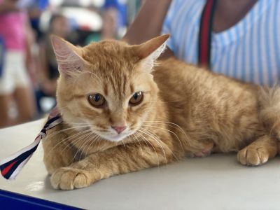 notícia: Três UsiPaz realizaram cadastro e se preparam para castração de cães e gatos
