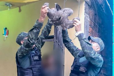 notícia: Batalhão de Polícia Ambiental orienta sobre resgate de animais silvestres
