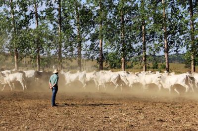 notícia: Pará retoma exportação de carnes para a China após ações sanitárias da Adepará