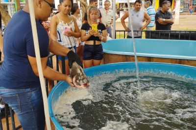 notícia: Cidades apoiadas pela Sedap registram intenso movimento no segundo dia da Feira do Pescado