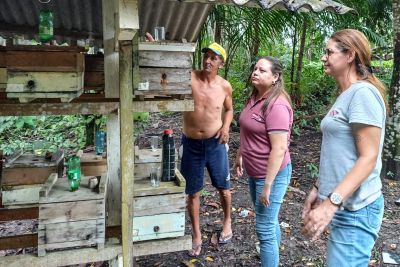 notícia: Adepará cadastra criadores de abelhas e orienta sobre doenças