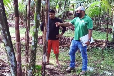 notícia: Incentivo da Emater valoriza o extrativismo de açaí na Grande Belém