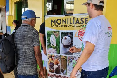 notícia: Ações de prevenção contra fungo no cacaueiro são intensificadas pela Adepará