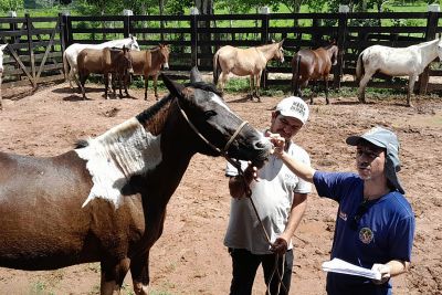 notícia: Adepará qualifica servidores, em Capanema e Capitão Poço, para saúde de animais