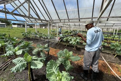 notícia: Produção agrícola é destaque no sistema penal, com diversas atividades laborais