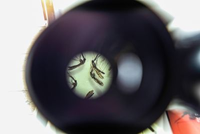 notícia: Secretaria de Saúde do Pará orienta sobre prevenção da dengue mesmo no verão