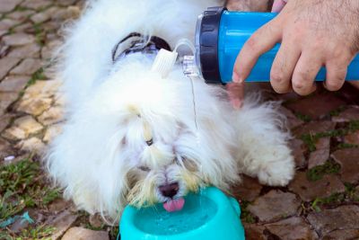 notícia: Cuidados com animais durante o verão também devem ser prioridade