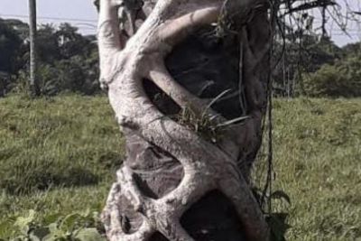 notícia: Pesquisadores fazem primeiro registro de espécie vegetal no Pará