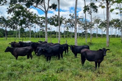 notícia: Técnicos do Ideflor-Bio participam de intercâmbio sobre a Integração Lavoura Pecuária Floresta (ILPF)
