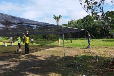 notícia: Ideflor-Bio incentiva recomposição florestal com viveiro para 20 mil mudas em Bagre