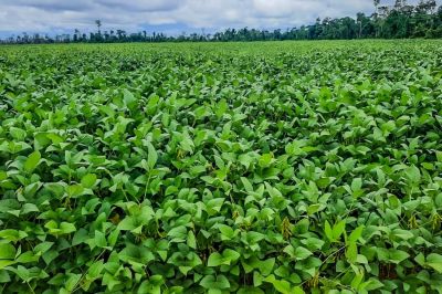 notícia: Vazio sanitário da soja: 2º período começa e Adepará recomenda que produtores evitem o cultivo 
