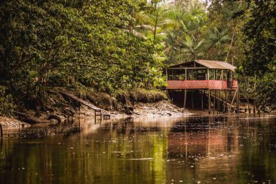 notícia: Desmatamento no Pará segue em queda e registra redução de 50% em julho, segundo o Inpe
