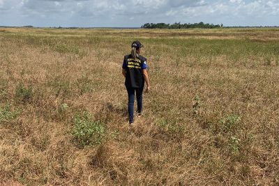 notícia: Adepará fiscaliza terceiro período do vazio sanitário da soja, já em vigor no Estado 