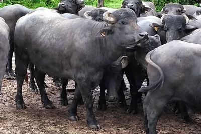 notícia: Meta da vacinação contra Febre Aftosa é imunizar mais de 600 mil animais no Marajó