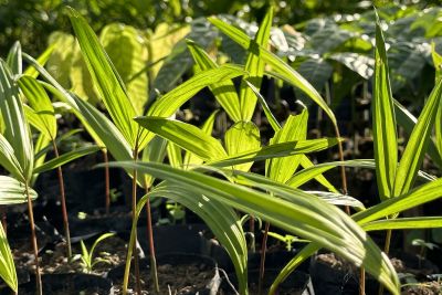 notícia: Ideflor-Bio entrega 20 mil sementes de açaí para a Prefeitura de Floresta do Araguaia