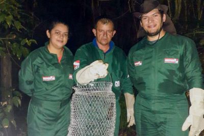 notícia: Adepará desenvolve ações de vigilância que ajudam a prevenir a raiva animal no estado