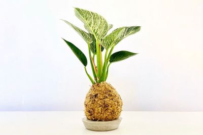 notícia: Sedeme promove Festival de Flores e Plantas no São José Liberto em 5 e 6 de outubro