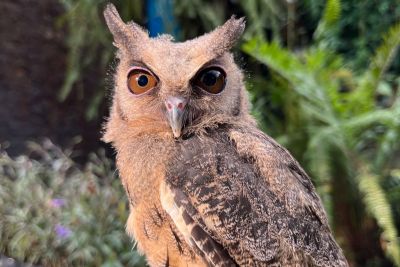 notícia: Fauna do Mangal ganha nova integrante: a coruja-relógio Clocktilde