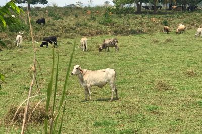notícia: Adepará inicia Etapa Novembro de Vacinação contra a febre aftosa, a última do ano