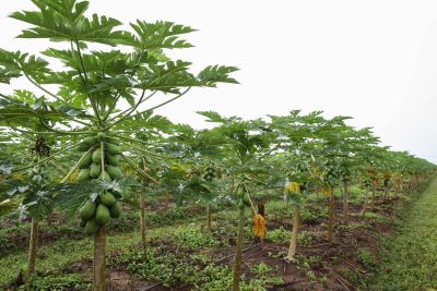 notícia: Estado vai pagar até R$ 1,4 mil por hectare a produtores pela preservação e recuperação ambiental