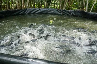 notícia: Belém será a capital internacional da pesca e aquicultura a partir dos próximos três dias