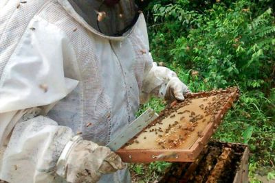 notícia: Com apoio da Emater, Bragança terá censo da cadeia produtiva de mel