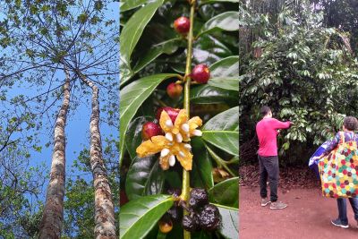 notícia: Uepa realiza I Simpósio Paraense de Plantas Medicinais da Amazônia 