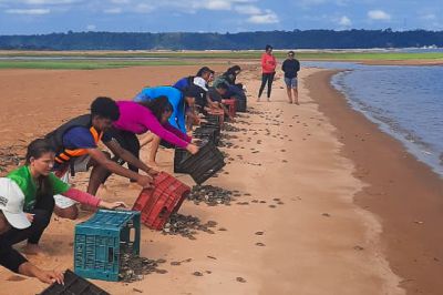 notícia: Alunos da rede pública estadual participam da soltura de 25 mil quelônios no Tabuleiro do Embaubal