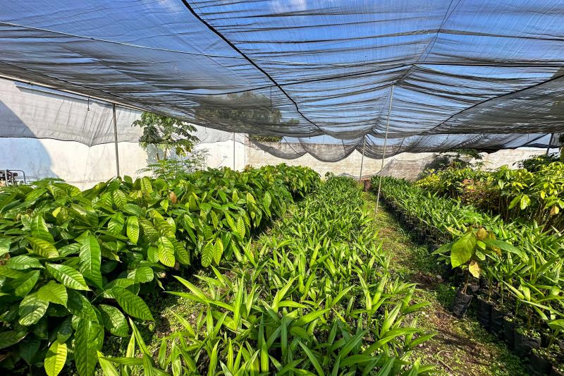 <div class='credito_fotos'>Foto: Vinícius Leal / Ascom Ideflor-Bio | <a href='/midias/2024/originais/18029_c0e1af11-d833-73a3-6b50-2933e3c11275.jpg' download><i class='fa-solid fa-download'></i> Download</a></div>