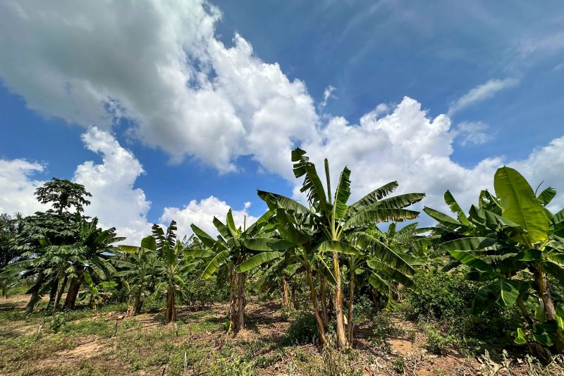 <div class='credito_fotos'>Foto: Vinícius Leal / Ascom Ideflor-Bio | <a href='/midias/2024/originais/18029_ecef65ff-8bb6-c350-107a-c46325dc4b87.jpg' download><i class='fa-solid fa-download'></i> Download</a></div>