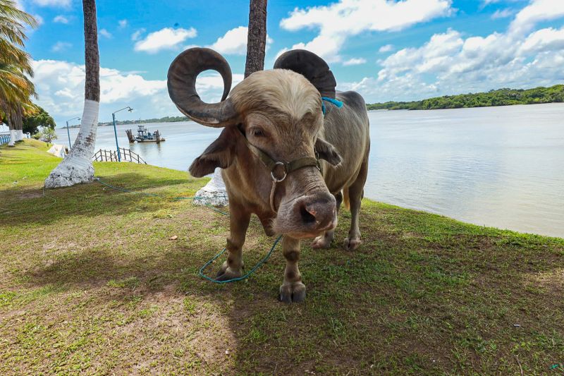 <div class='credito_fotos'>Foto: Alex Ribeiro / Ag. Pará | <a href='/midias/2024/originais/18056_68dec449-92ab-4599-75d4-ee43e199c49a.jpg' download><i class='fa-solid fa-download'></i> Download</a></div>