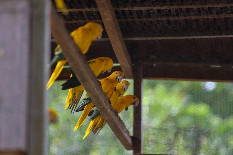 <div class='credito_fotos'>Foto: Rodrigo Pinheiro / Ag.Pará | <a href='/midias/2024/originais/18073_168bd1c3-4d5f-f256-e7a8-6cf7932188bf.jpg' download><i class='fa-solid fa-download'></i> Download</a></div>
