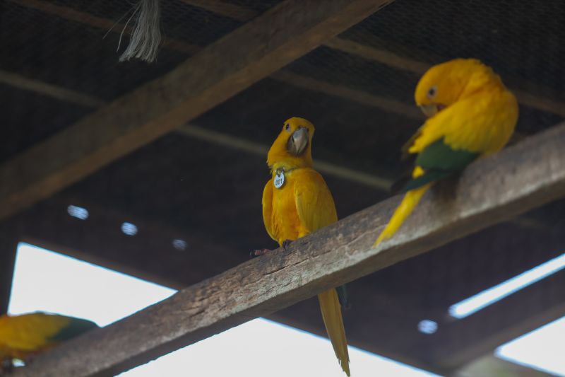 <div class='credito_fotos'>Foto: Rodrigo Pinheiro / Ag.Pará | <a href='/midias/2024/originais/18073_47dba42b-72b2-9ed5-5b2d-82dfd2eb15fd.jpg' download><i class='fa-solid fa-download'></i> Download</a></div>