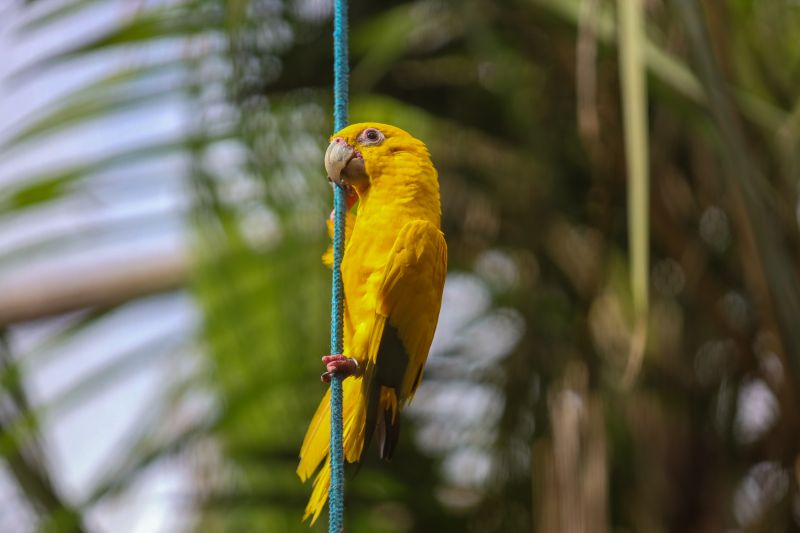 <div class='credito_fotos'>Foto: Rodrigo Pinheiro / Ag.Pará | <a href='/midias/2024/originais/18073_5efd75fe-c0d9-9992-81d4-3387c50a710d.jpg' download><i class='fa-solid fa-download'></i> Download</a></div>