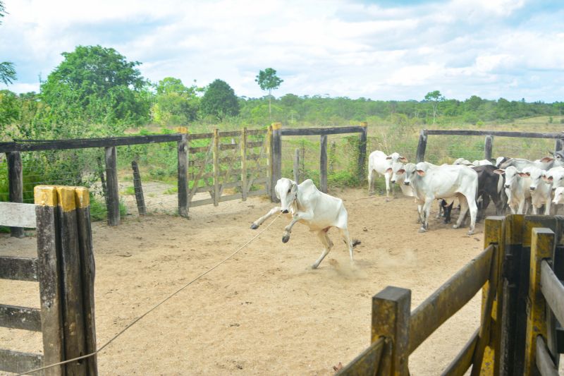 <div class='credito_fotos'>Foto: Divulgação / Agência Pará | <a href='/midias/2024/originais/18097_7e3481f4-49d3-cc39-2cd7-b80dfdedd4cd.jpg' download><i class='fa-solid fa-download'></i> Download</a></div>