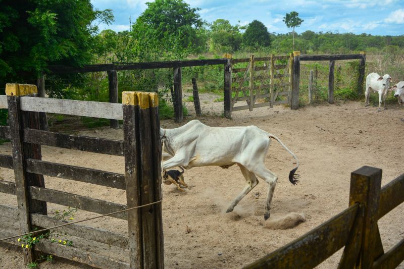 <div class='credito_fotos'>Foto: Divulgação / Agência Pará | <a href='/midias/2024/originais/18097_ff988d16-8d9f-7b26-2372-17677a267d1a.jpg' download><i class='fa-solid fa-download'></i> Download</a></div>