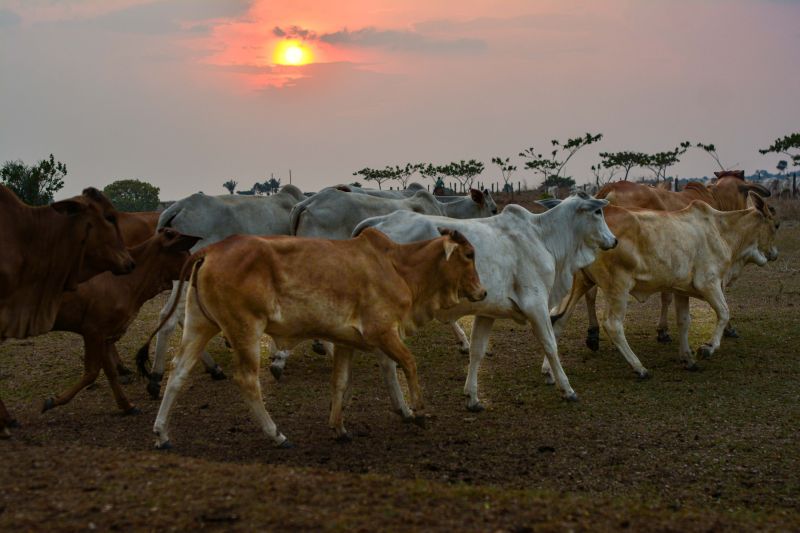 <div class='credito_fotos'>Foto: Divulgação / Agência Pará | <a href='/midias/2024/originais/18098_0d4059e5-764f-370c-0cb4-ddabcd41c604.jpg' download><i class='fa-solid fa-download'></i> Download</a></div>