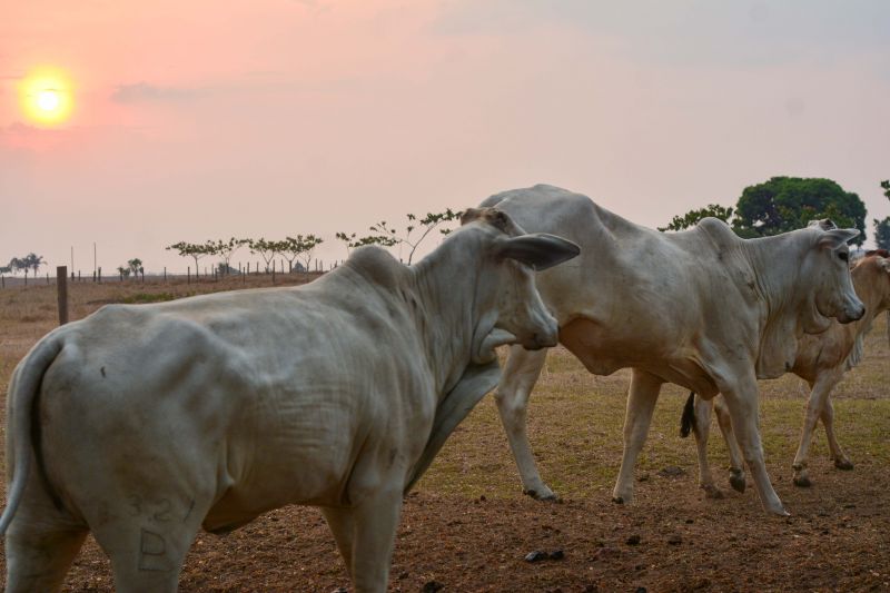 <div class='credito_fotos'>Foto: Divulgação / Agência Pará | <a href='/midias/2024/originais/18098_8b729051-b598-bc13-80bd-9b3eac84b09b.jpg' download><i class='fa-solid fa-download'></i> Download</a></div>