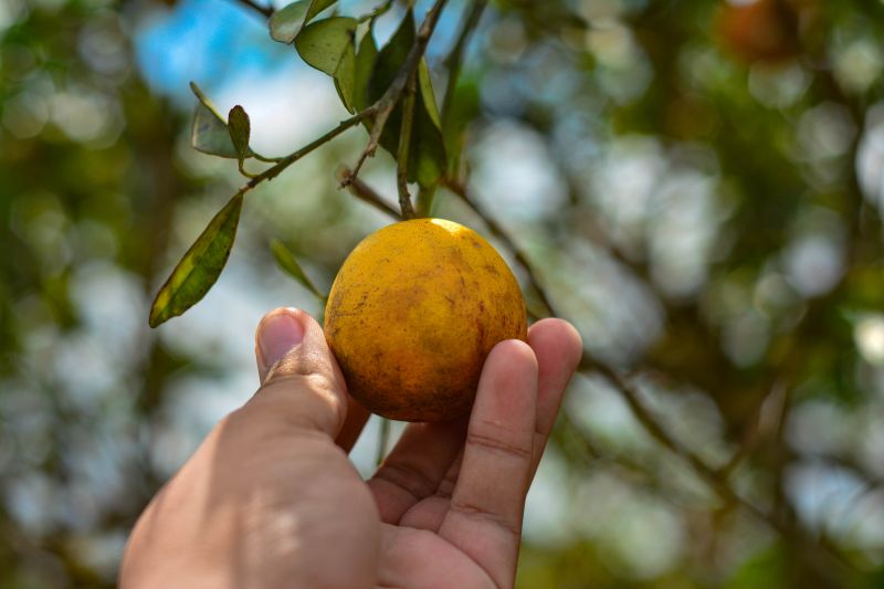 <div class='credito_fotos'>Foto: Divulgação / Agência Pará | <a href='/midias/2024/originais/18100_53e5f915-dff7-ca7c-885c-8558b7b17dd6.jpg' download><i class='fa-solid fa-download'></i> Download</a></div>