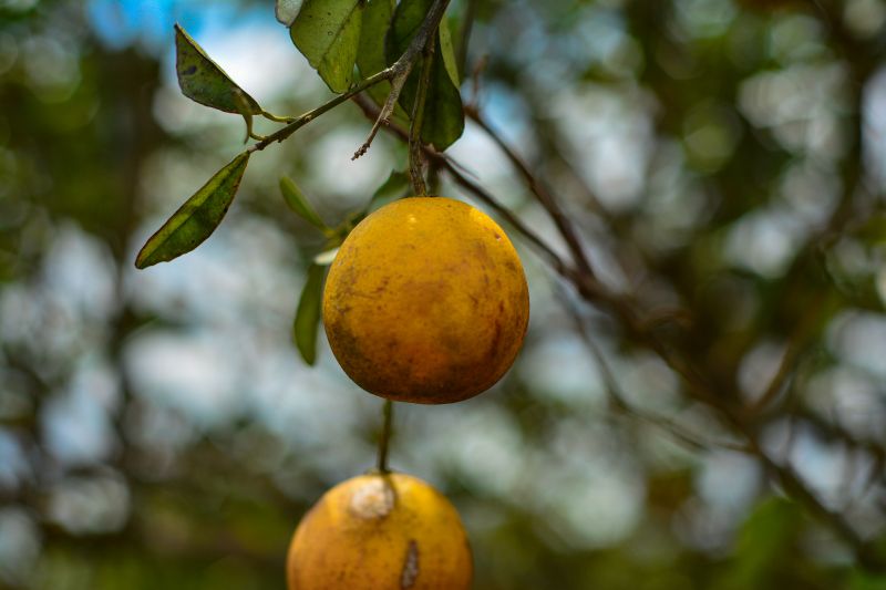 <div class='credito_fotos'>Foto: Divulgação / Agência Pará | <a href='/midias/2024/originais/18100_f31cf0f8-7a12-4b09-31a7-d9fc3a63b00e.jpg' download><i class='fa-solid fa-download'></i> Download</a></div>