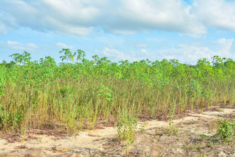 <div class='credito_fotos'>Foto: Divulgação / Agência Pará | <a href='/midias/2024/originais/18101_39f8e291-f45b-181a-63ed-eff392f86d66.jpg' download><i class='fa-solid fa-download'></i> Download</a></div>
