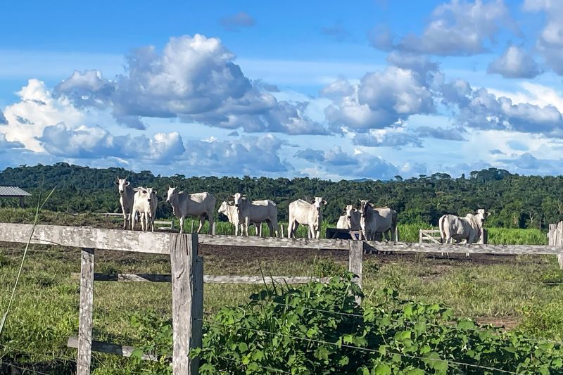 <div class='credito_fotos'>Foto: Rosivaldo Almeida / Agência Pará | <a href='/midias/2024/originais/18560_6409413a-52d8-f158-15c0-b8020efa5ec9.jpg' download><i class='fa-solid fa-download'></i> Download</a></div>