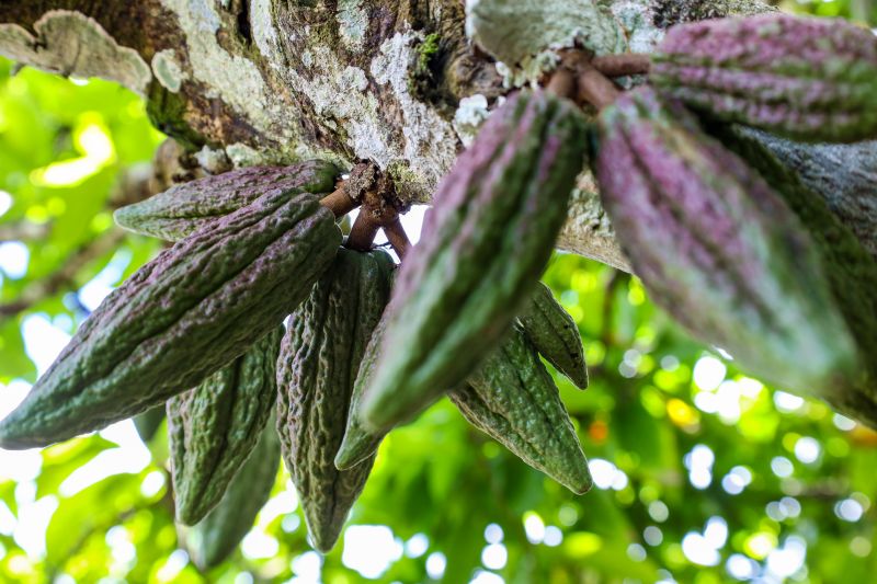 <div class='credito_fotos'>Foto: Pedro Guerreiro / Ag. Pará | <a href='/midias/2024/originais/18609_447e19b2-ea5d-d8b5-1565-76ca2fe8d90d.jpg' download><i class='fa-solid fa-download'></i> Download</a></div>