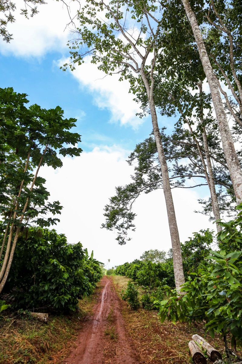 <div class='credito_fotos'>Foto: Pedro Guerreiro / Ag. Pará | <a href='/midias/2024/originais/18609_f541fae7-4e09-5d3b-d17a-763031488fe9.jpg' download><i class='fa-solid fa-download'></i> Download</a></div>