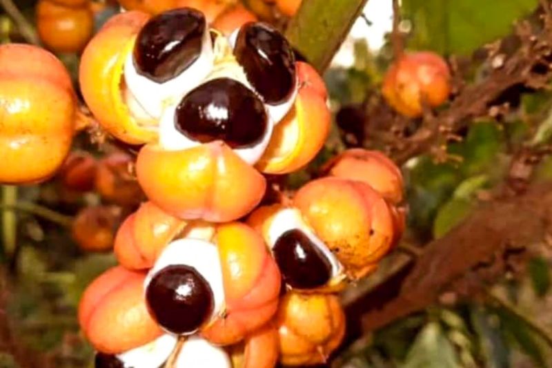 produtos de Indicação Geográfica
Amêndoa de cacau de Tomé-Açu;
Farinha de Bragança;
Queijo do Marajó;
Waraná e o bastão de Waraná (guaraná) da Terra Indígena Andirá-Marau.
Legenda da foto da reunião:
Secretário da Sedap, Giovanni Queiroz, coordenadora do Fórum de IG e MC do Pará, Márcia Tagore, e Nazareno Alves, empresário e presidente da Amaçaí <div class='credito_fotos'>Foto: ASCOM / SEDAP | <a href='/midias/2024/originais/18713_1b0e5c8a-e9a5-8286-1938-1754b17cdb57.jpg' download><i class='fa-solid fa-download'></i> Download</a></div>