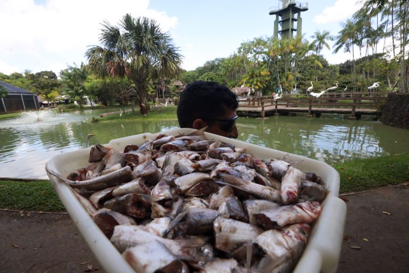 <div class='credito_fotos'>Foto: Pedro Guerreiro / Ag. Pará | <a href='/midias/2024/originais/18874_909c07ba-dac7-6925-8d8d-01717a50ec63.jpg' download><i class='fa-solid fa-download'></i> Download</a></div>
