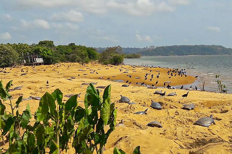 <div class='credito_fotos'>Foto: Agência Pará | <a href='/midias/2024/originais/20029_28b1b0ad-7133-a5ef-183c-3c11fc463e62.jpg' download><i class='fa-solid fa-download'></i> Download</a></div>